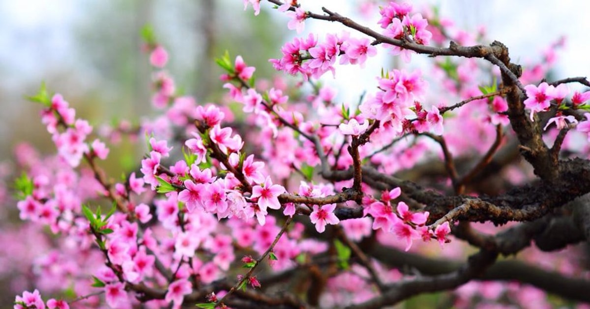 Bìa Báo Xuân Ất Tỵ 2025